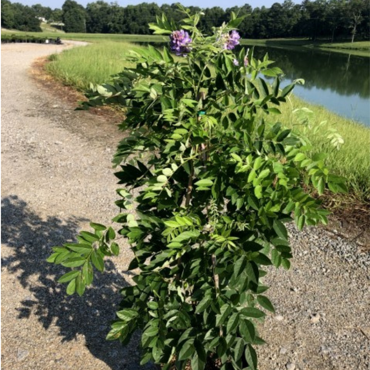 Amethyst Falls American Wisteria with fragrant lilac flower clusters