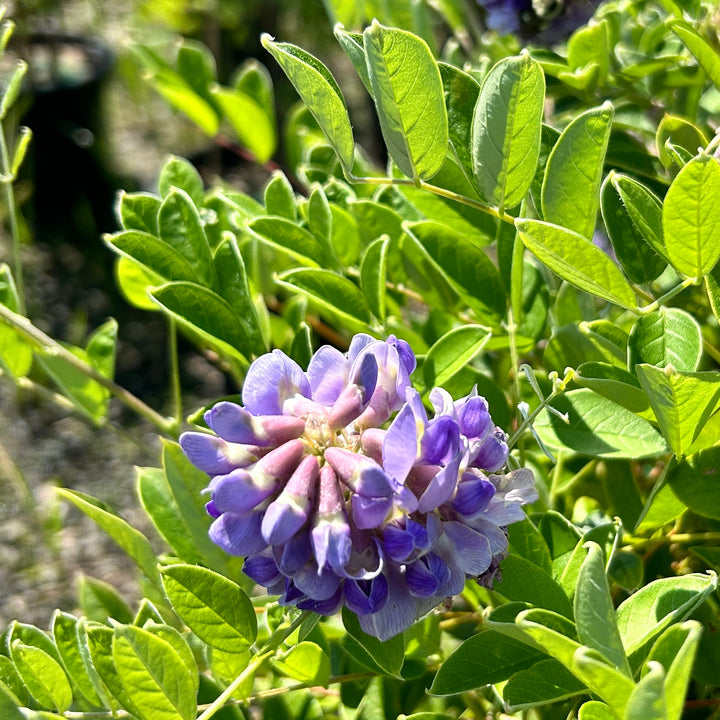 Amethyst Falls American Wisteria with fragrant lilac flower clusters
