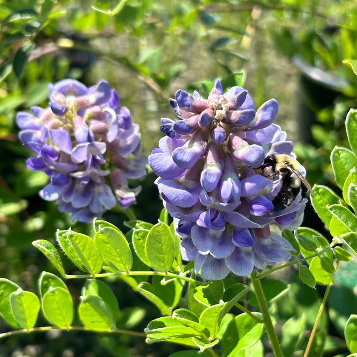 Amethyst Falls American Wisteria with fragrant lilac flower clusters
