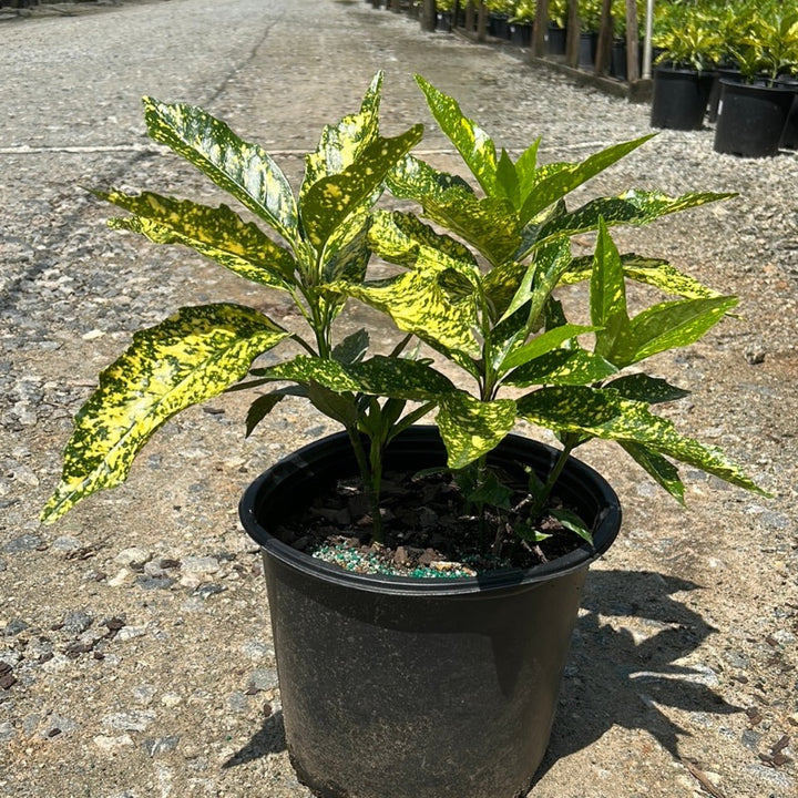 A 3-gallon Aucuba Gold Dust shrub with variegated yellow and green leaves, displayed outdoors in a garden setting.
