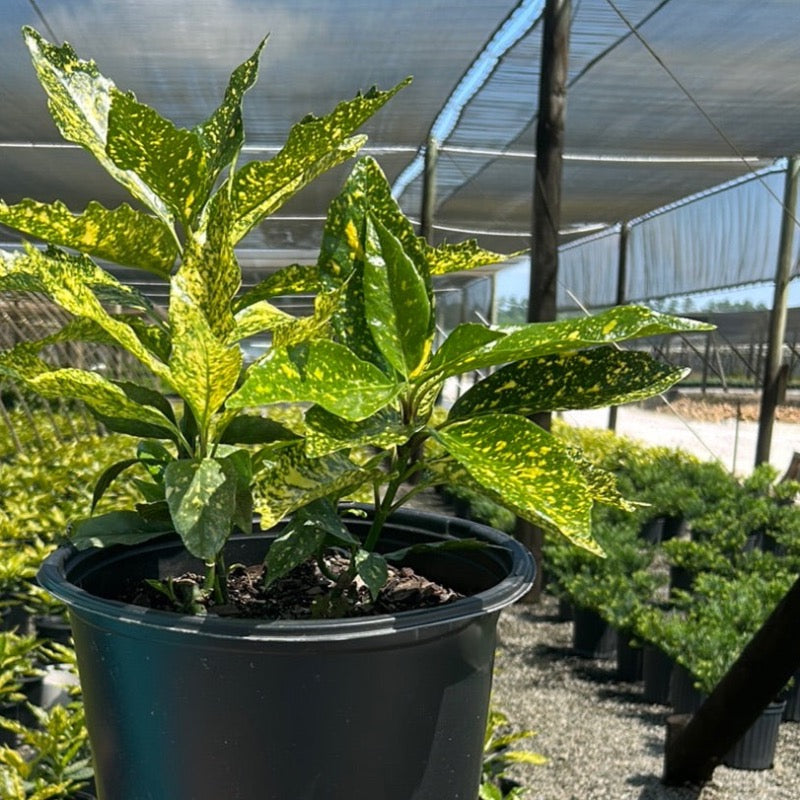A 3-gallon Aucuba Gold Dust shrub with variegated yellow and green leaves, grown by GoBuyPlants.