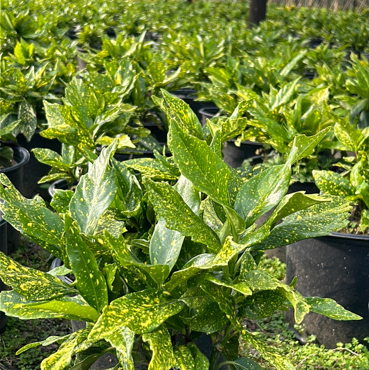 3-gallon Aucuba Gold Dust shrub from GoBuyPlants, showcasing its vibrant variegated green and gold foliage.