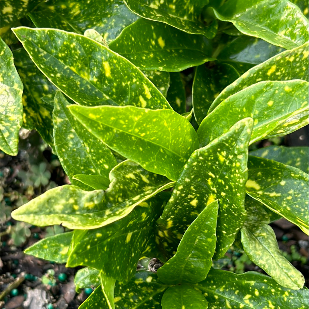 A 3-gallon Aucuba Gold Dust shrub with variegated yellow and green leaves, showcased in a garden setting.