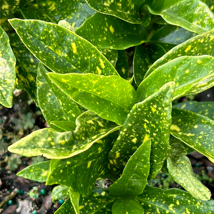 A 3-gallon Aucuba Gold Dust shrub with variegated yellow and green leaves, showcased in a garden setting.