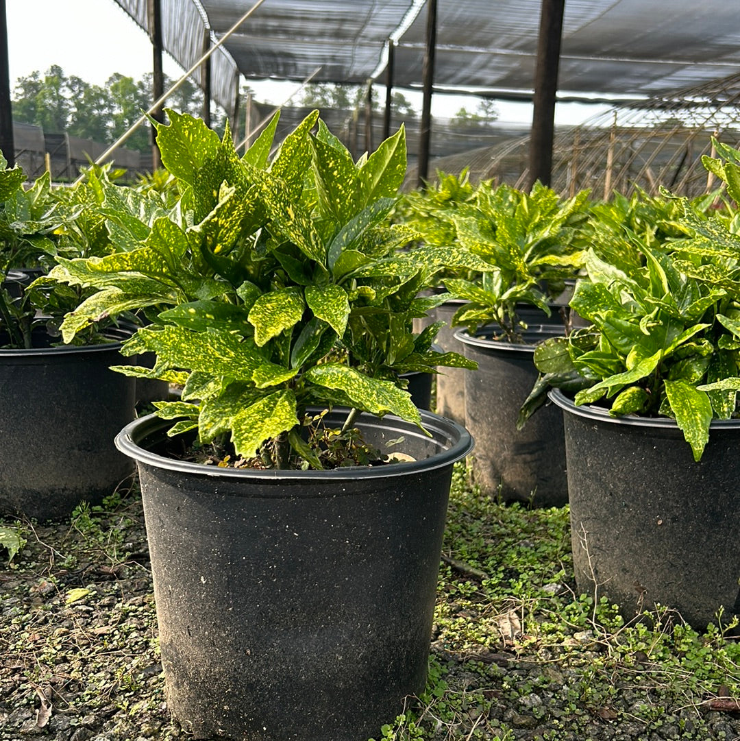 Aucuba Gold Dust