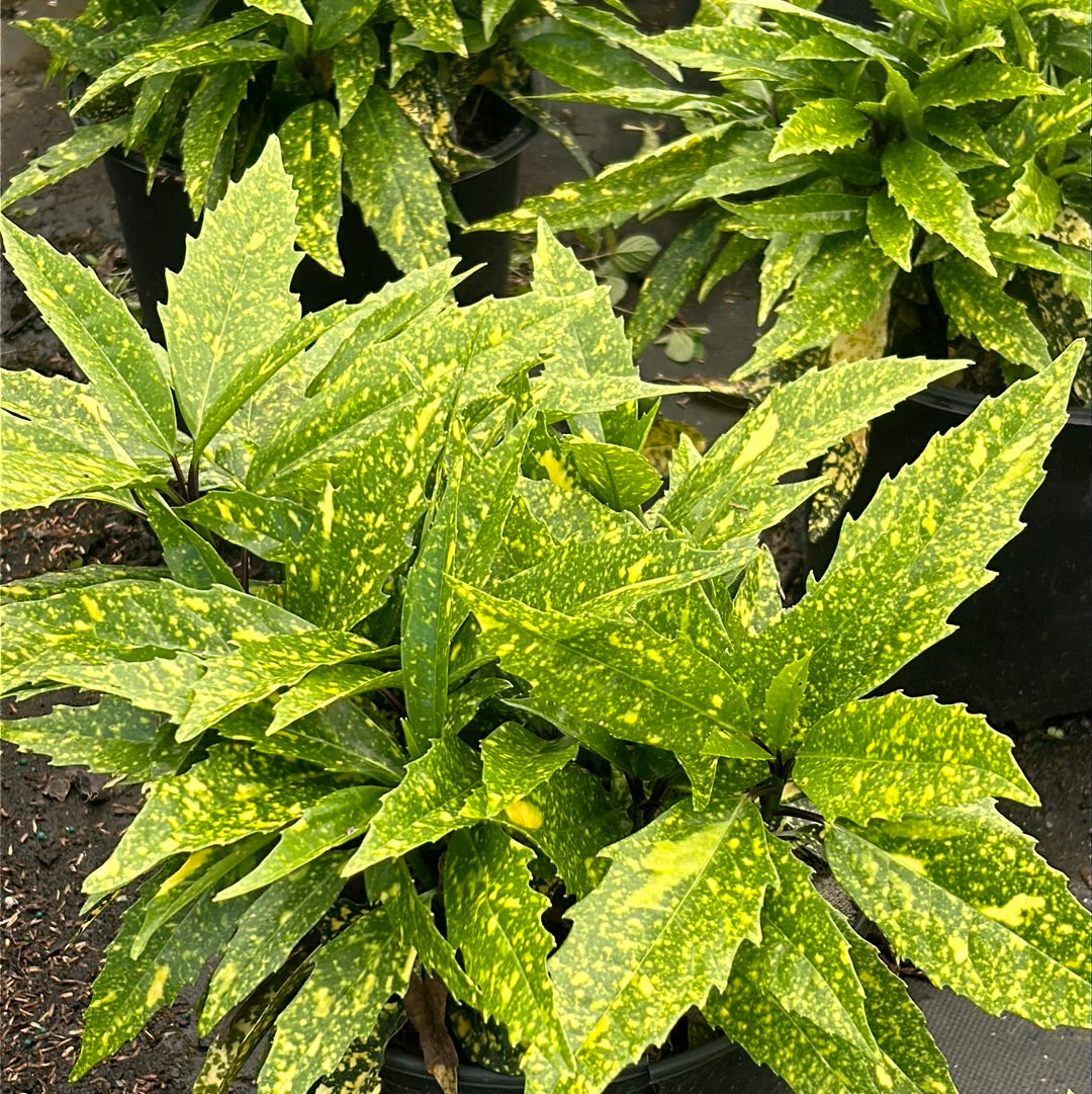 Aucuba japonica 'Hosoba Hoshifu' (Hosoba Hoshifu Aucuba) plant with characteristic foliage and flowers