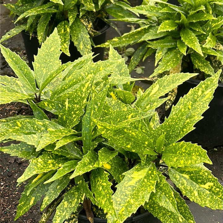 Aucuba japonica &