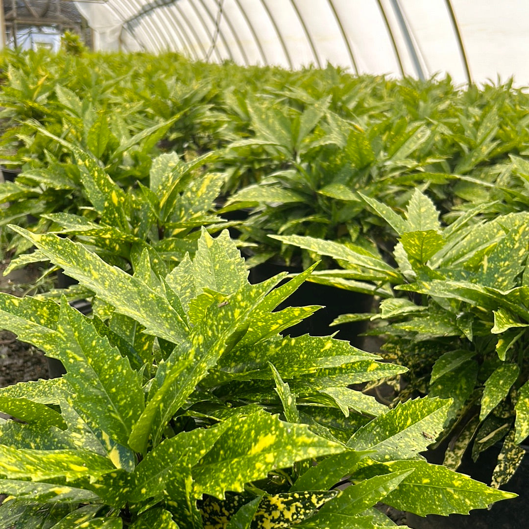 A 3-gallon Aucuba Hosaba Hoshifu shrub with lush green foliage, displayed in a garden setting.