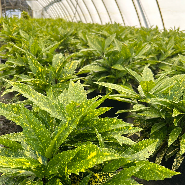 A 3-gallon Aucuba Hosaba Hoshifu shrub with lush green foliage, displayed in a garden setting.