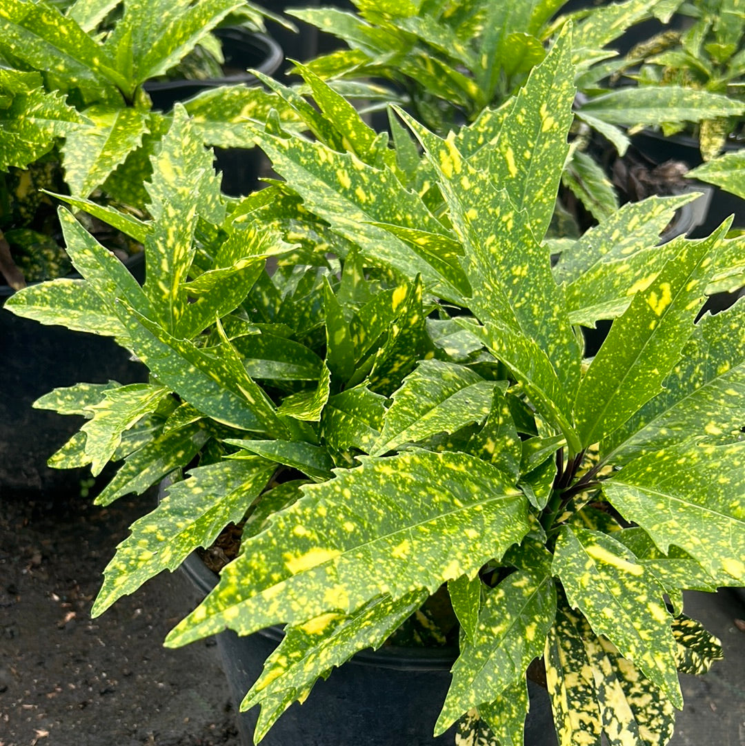 A 3-gallon Aucuba Hosaba Hoshifu shrub with vibrant green variegated leaves, grown by GoBuyPlants.