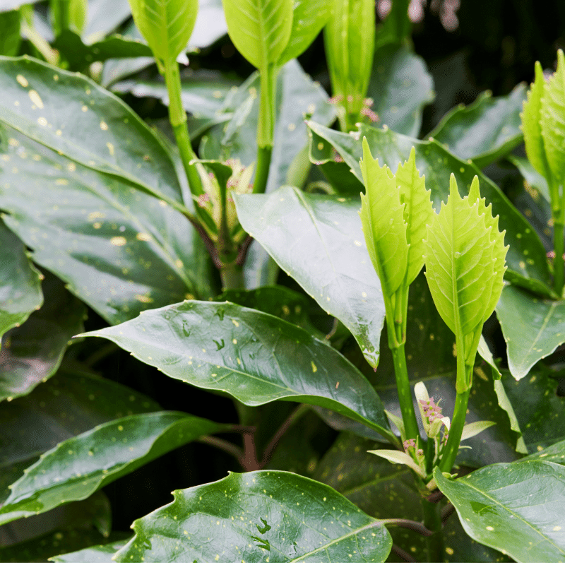 Picturata Aucuba with yellow-centered variegated evergreen foliage