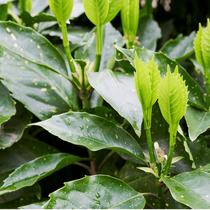 Picturata Aucuba with yellow-centered variegated evergreen foliage