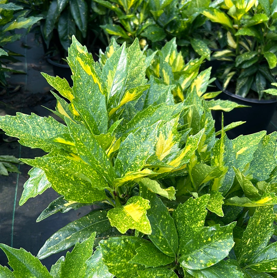 Picturata Aucuba with yellow-centered variegated evergreen foliage