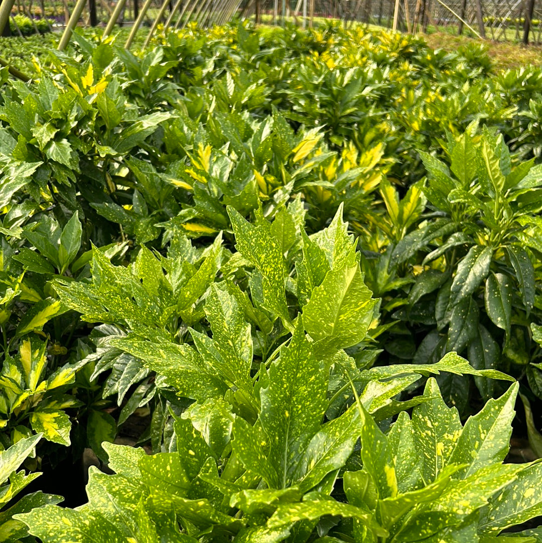 Picturata Aucuba with yellow-centered variegated evergreen foliage