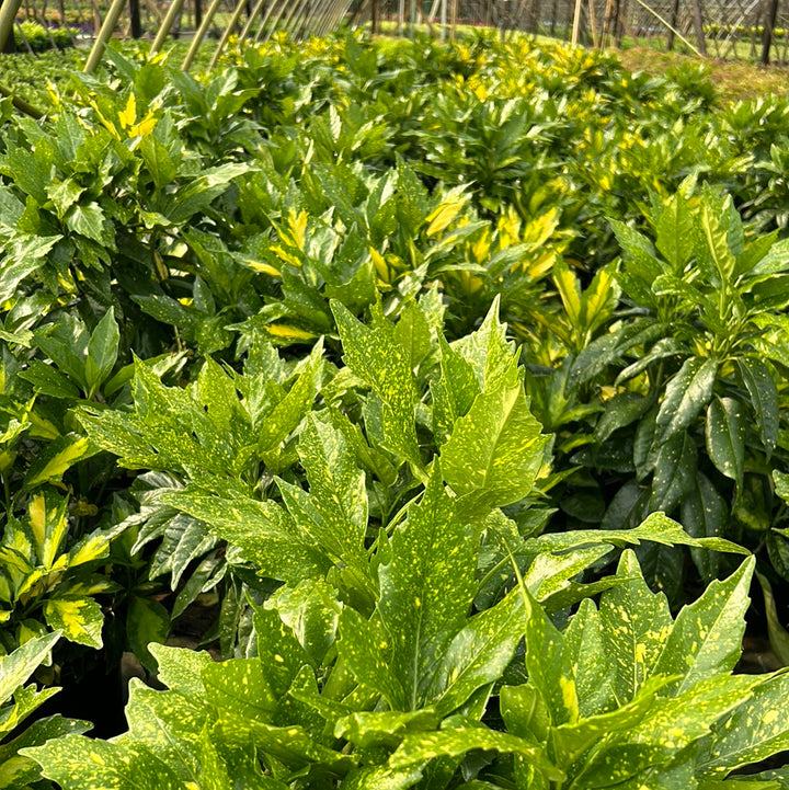 Picturata Aucuba with yellow-centered variegated evergreen foliage