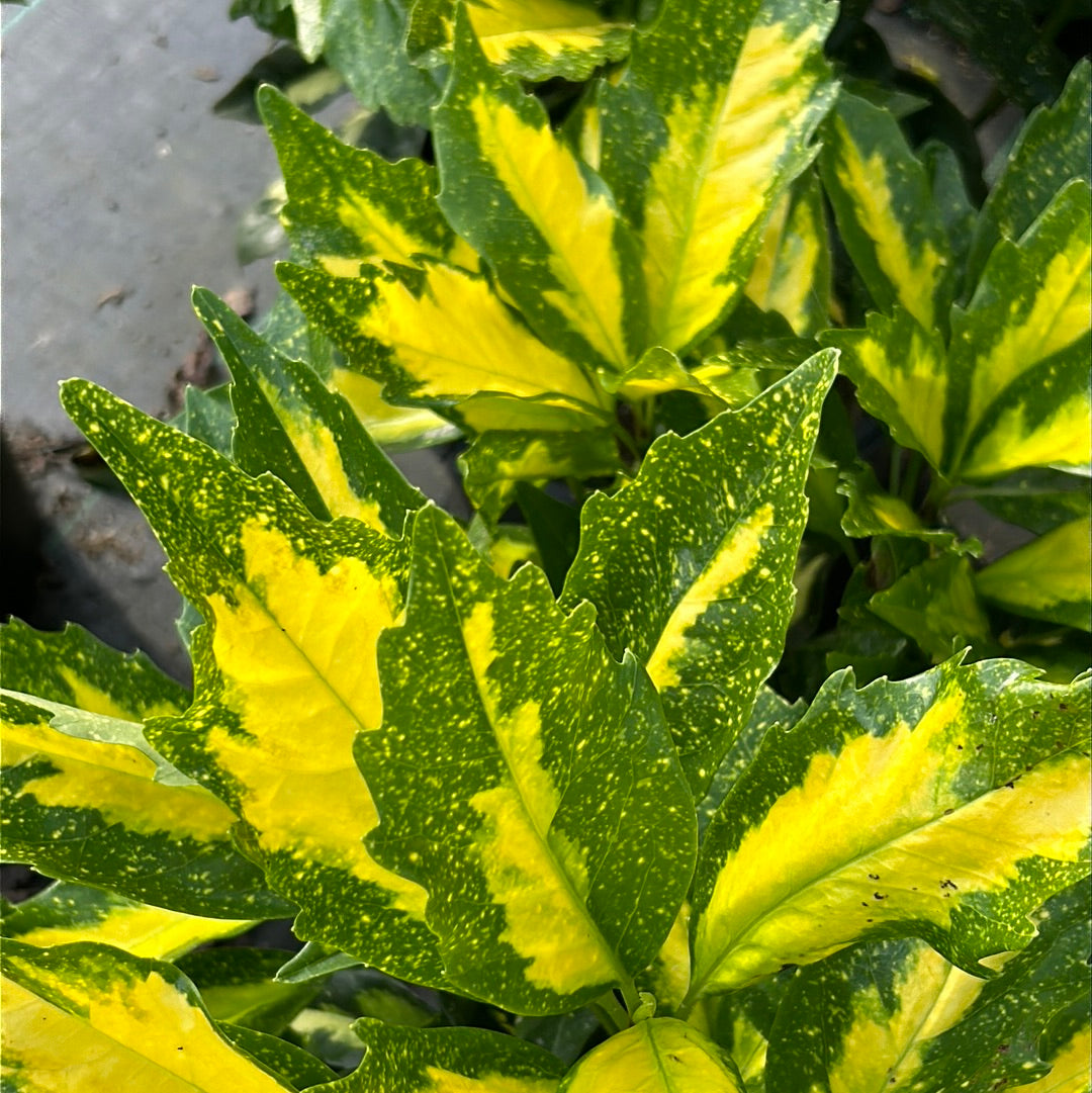 Picturata Aucuba with yellow-centered variegated evergreen foliage