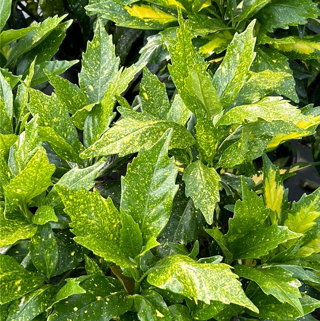 Picturata Aucuba with yellow-centered variegated evergreen foliage