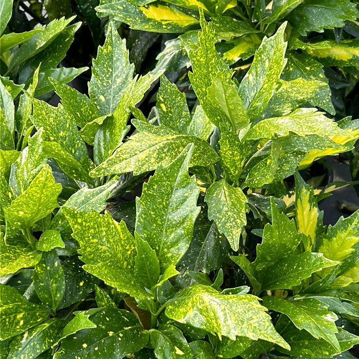 Picturata Aucuba with yellow-centered variegated evergreen foliage