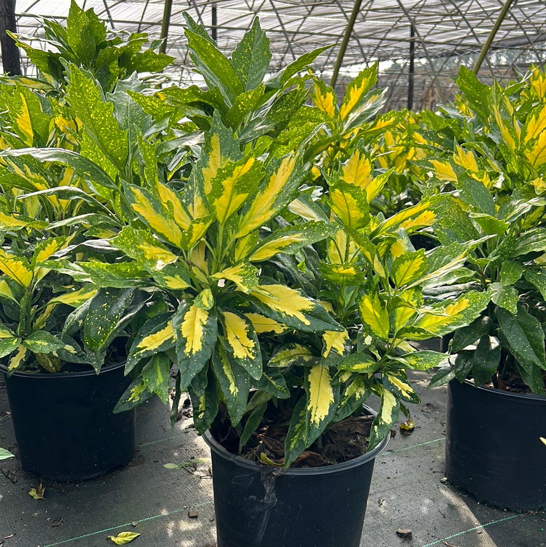 Picturata Aucuba with yellow-centered variegated evergreen foliage