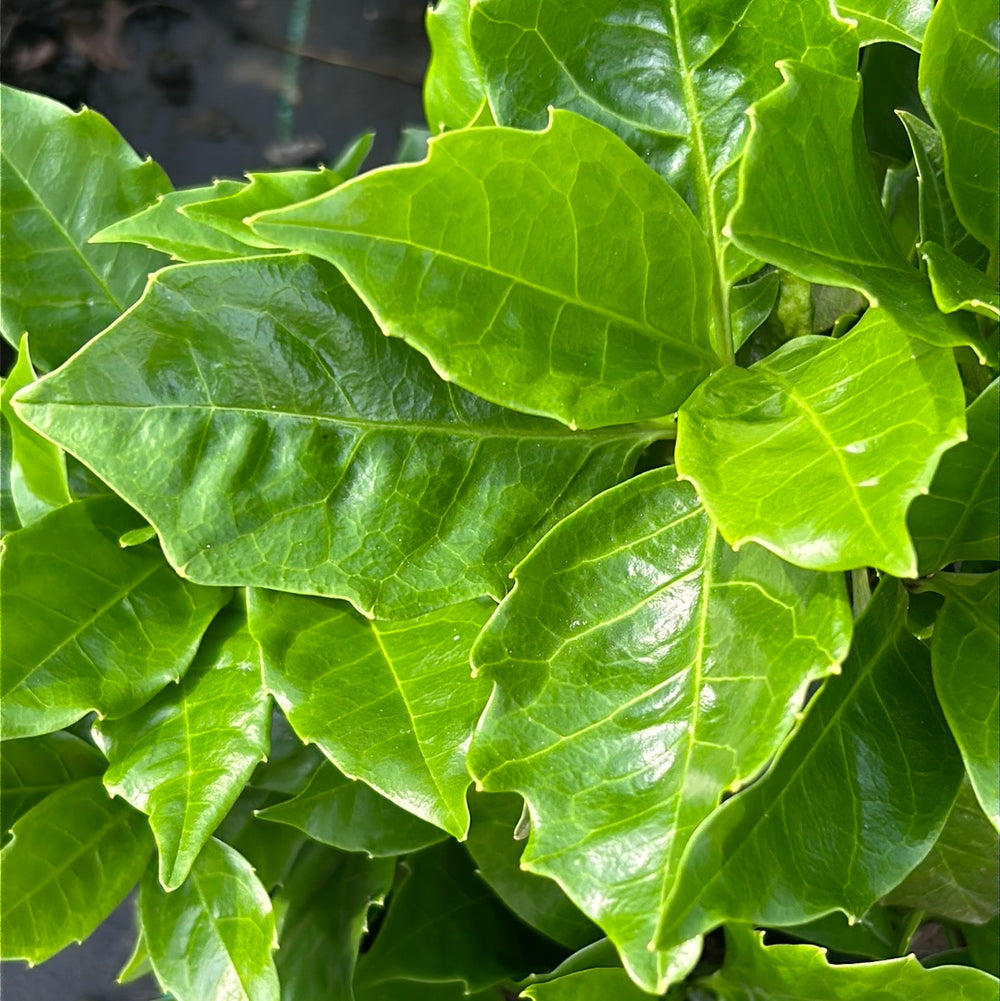 Rozannie Aucuba with glossy dark green evergreen leaves