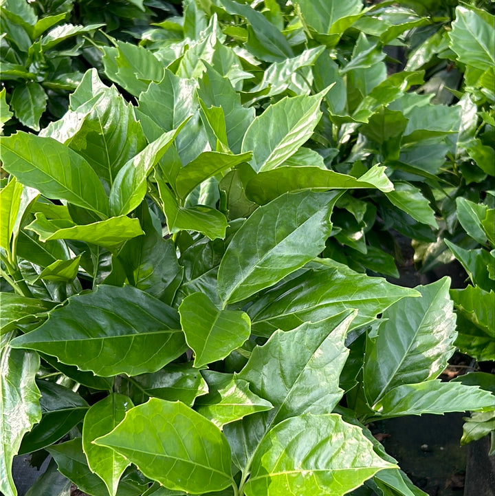 Rozannie Aucuba with glossy dark green evergreen leaves