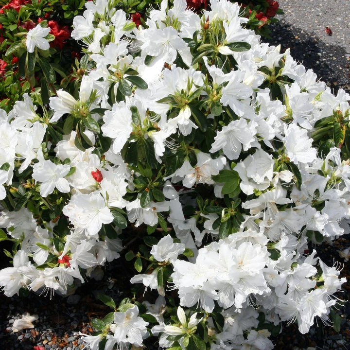 Delaware Valley White Azalea with clear white spring flowers and green foliage