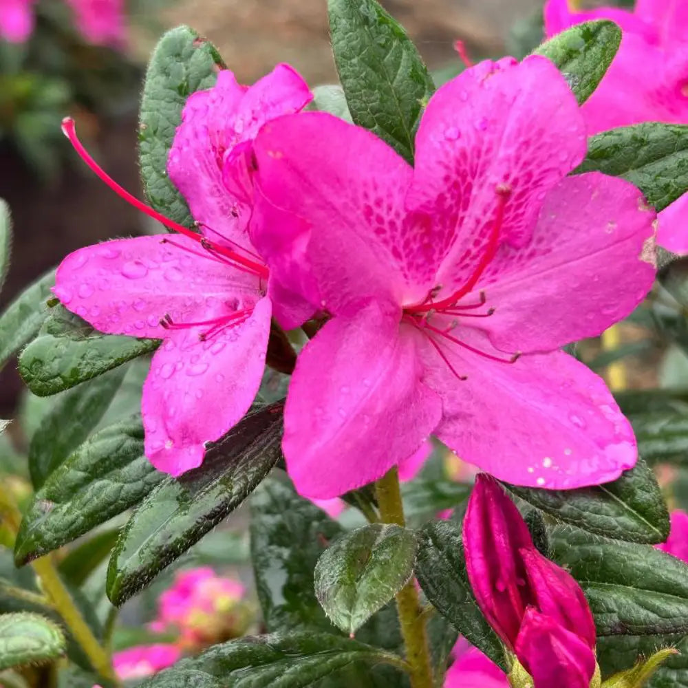 Autumn Amethyst® Encore® Azalea with vibrant purple flowers and green foliage