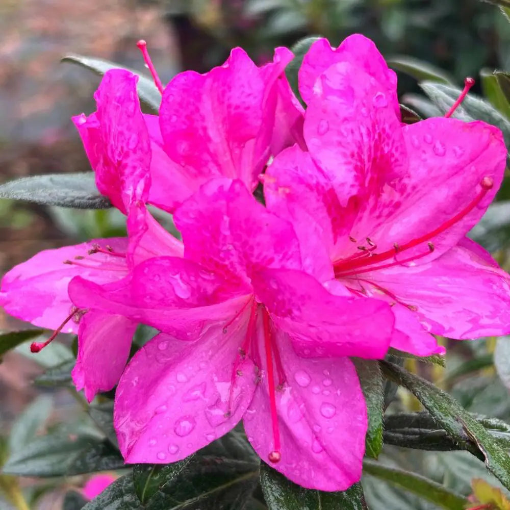 Autumn Amethyst® Encore® Azalea with vibrant purple flowers and green foliage