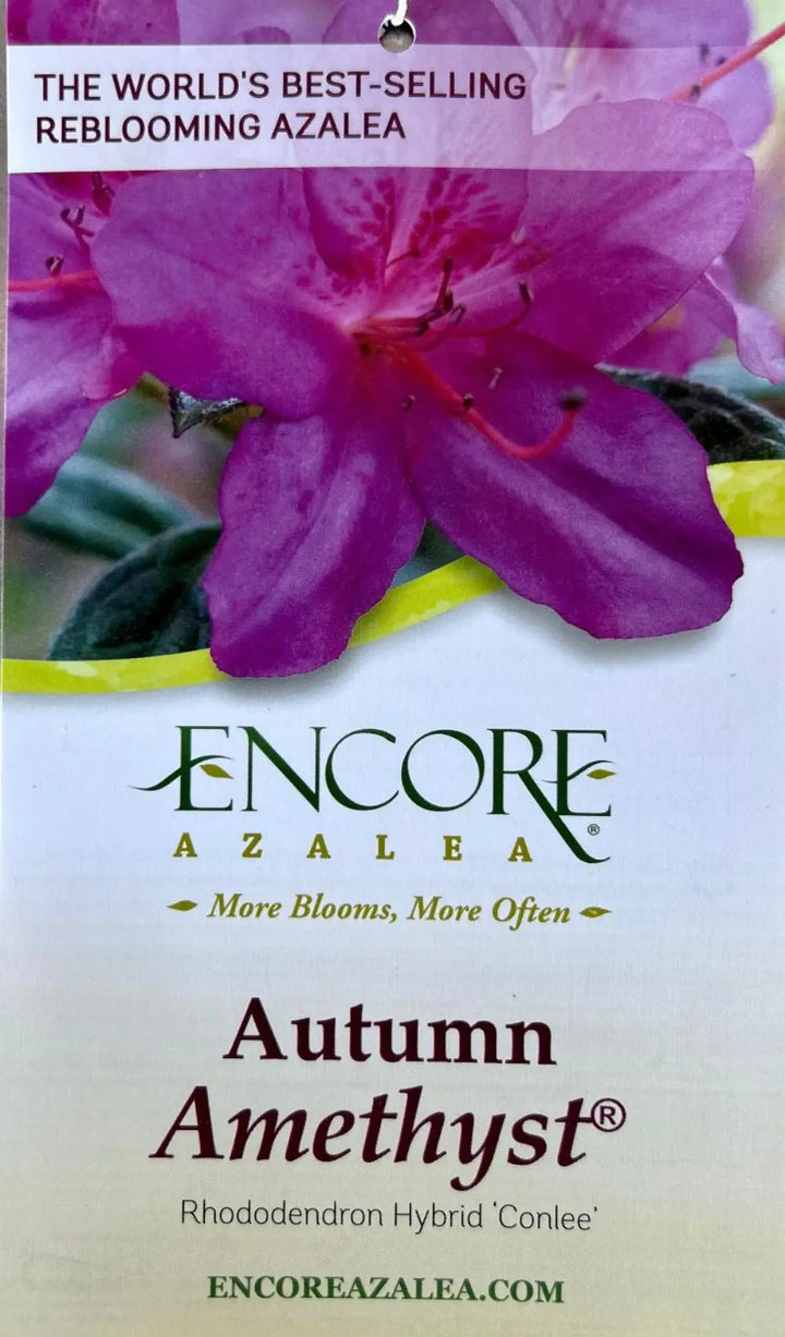 Autumn Amethyst® Encore® Azalea with vibrant purple flowers and green foliage