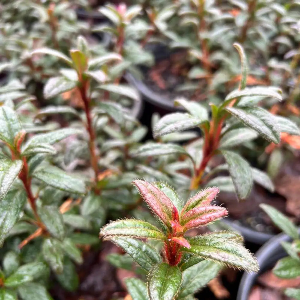Autumn Amethyst® Encore® Azalea with vibrant purple flowers and green foliage