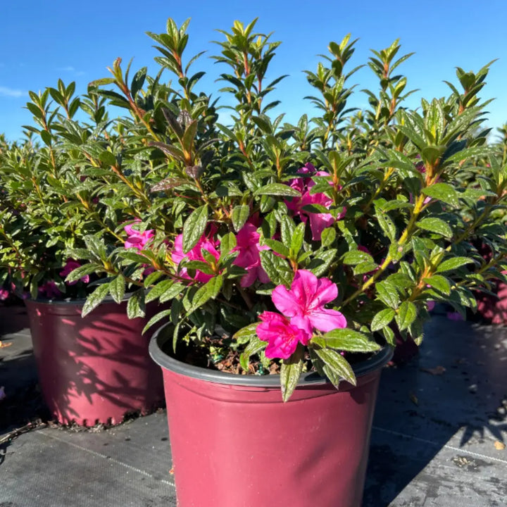 Autumn Amethyst® Encore® Azalea with vibrant purple flowers and green foliage