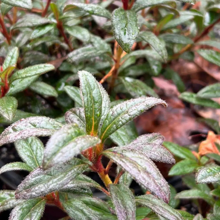 Autumn Amethyst® Encore® Azalea with vibrant purple flowers and green foliage