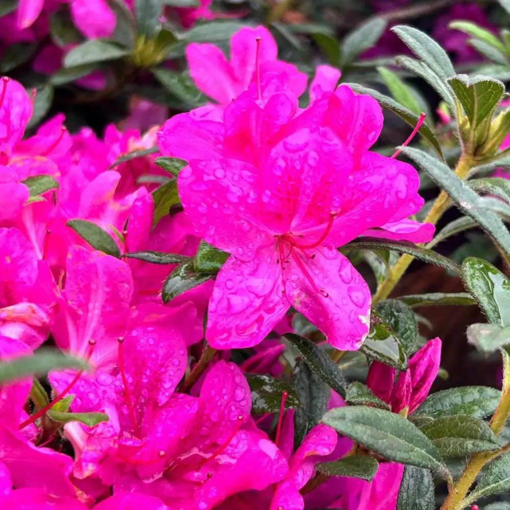 Autumn Amethyst® Encore® Azalea with vibrant purple flowers and green foliage