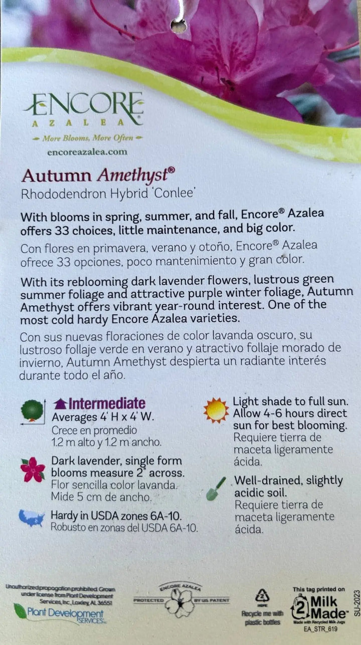 Autumn Amethyst® Encore® Azalea with vibrant purple flowers and green foliage