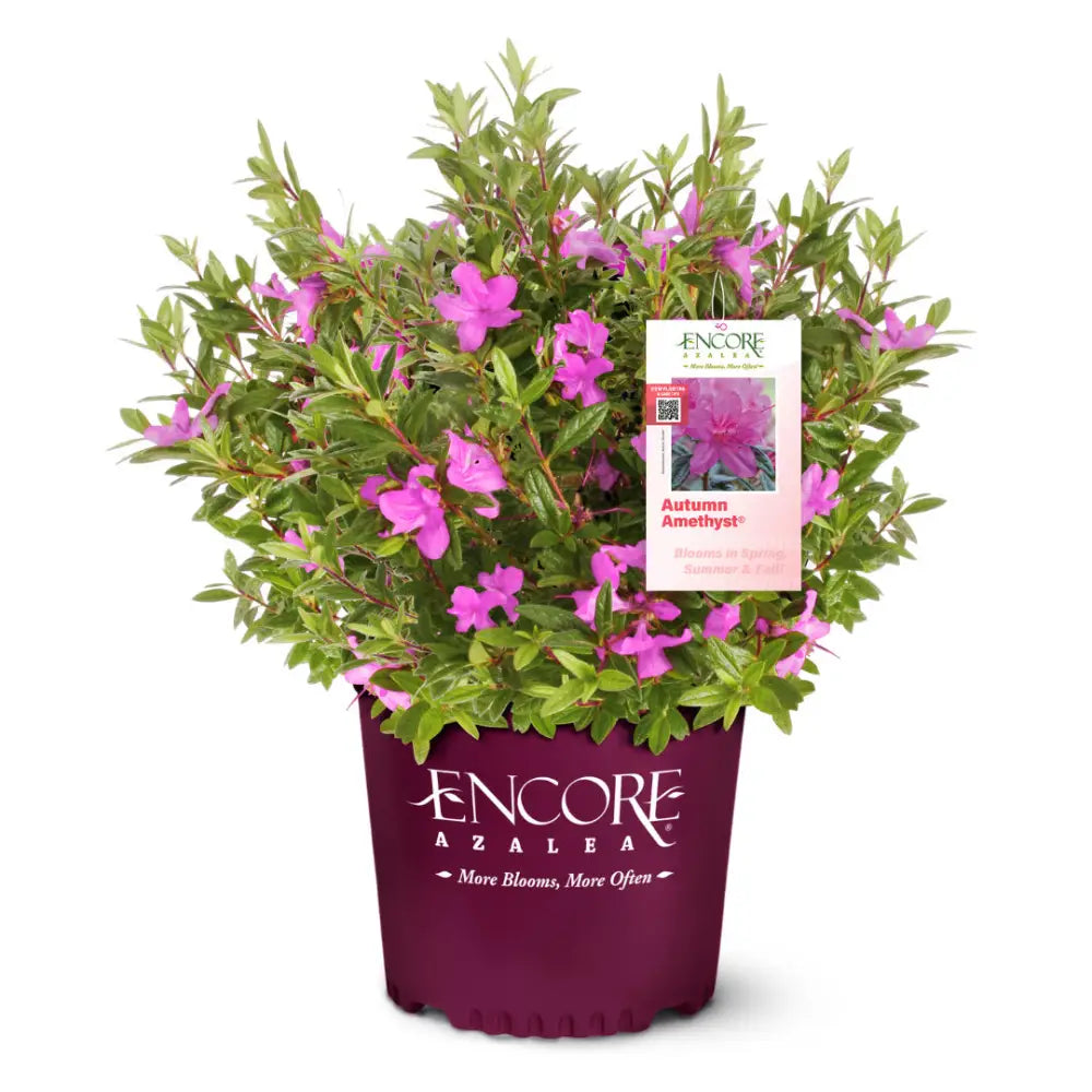 Autumn Amethyst® Encore® Azalea with vibrant purple flowers and green foliage