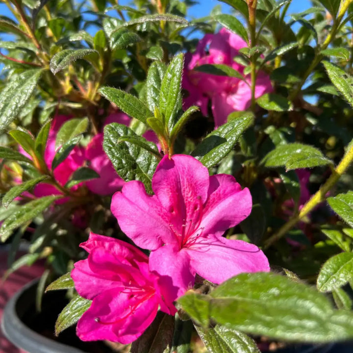 Autumn Amethyst® Encore® Azalea with vibrant purple flowers and green foliage