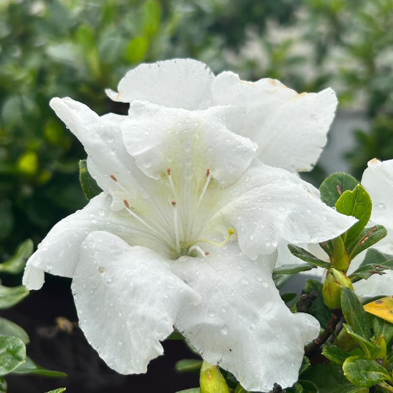 azalea lily white Azalea Encore® Autumn Angel®