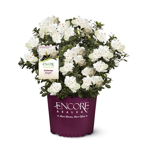 Autumn Angel® Encore® Azalea with pure white flowers and green foliage