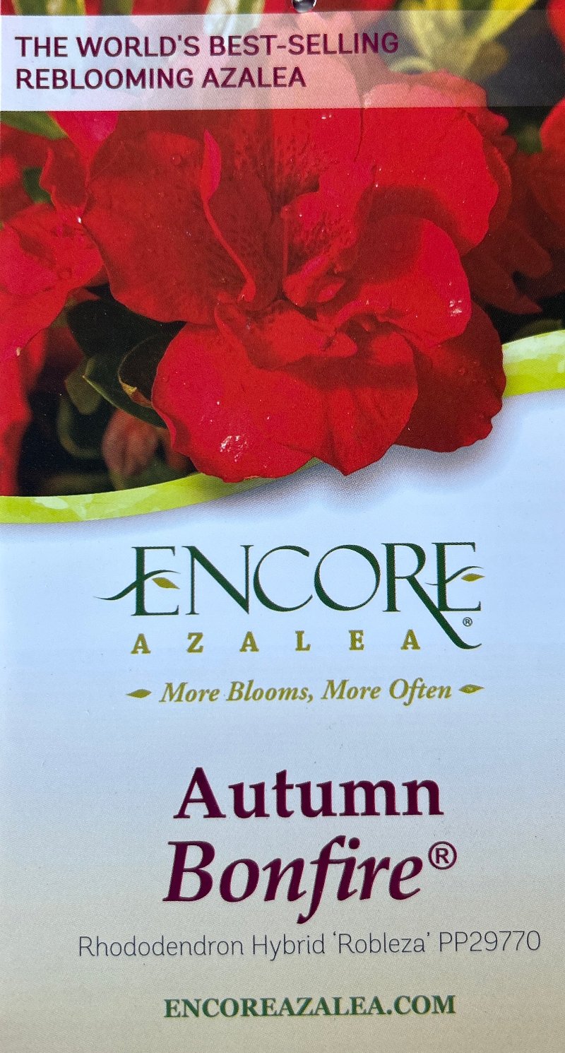 Autumn Bonfire® Encore® Azalea with deep red semi-double flowers and green foliage
