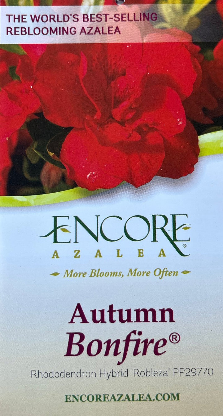 Autumn Bonfire® Encore® Azalea with deep red semi-double flowers and green foliage