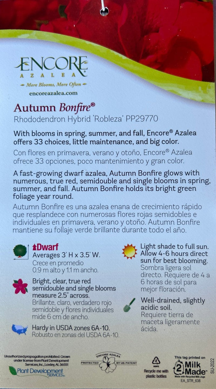 Autumn Bonfire® Encore® Azalea with deep red semi-double flowers and green foliage