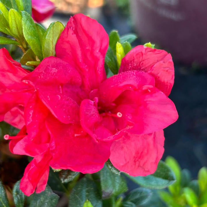 Autumn Bonfire® Encore® Azalea with deep red semi-double flowers and green foliage