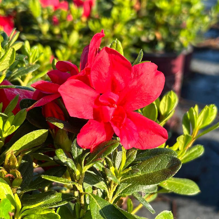 Autumn Bonfire® Encore® Azalea with deep red semi-double flowers and green foliage