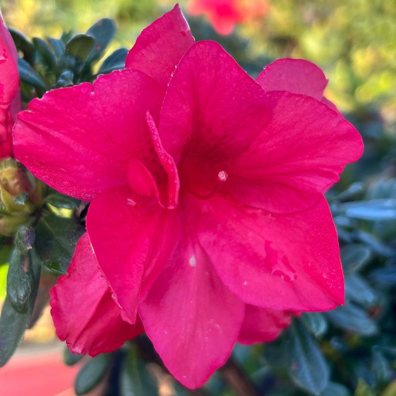 Autumn Bonfire® Encore® Azalea with deep red semi-double flowers and green foliage