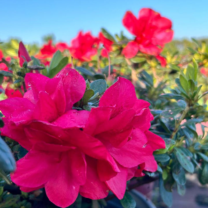 Autumn Bonfire® Encore® Azalea with deep red semi-double flowers and green foliage