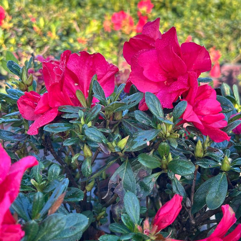 Autumn Bonfire® Encore® Azalea with deep red semi-double flowers and green foliage