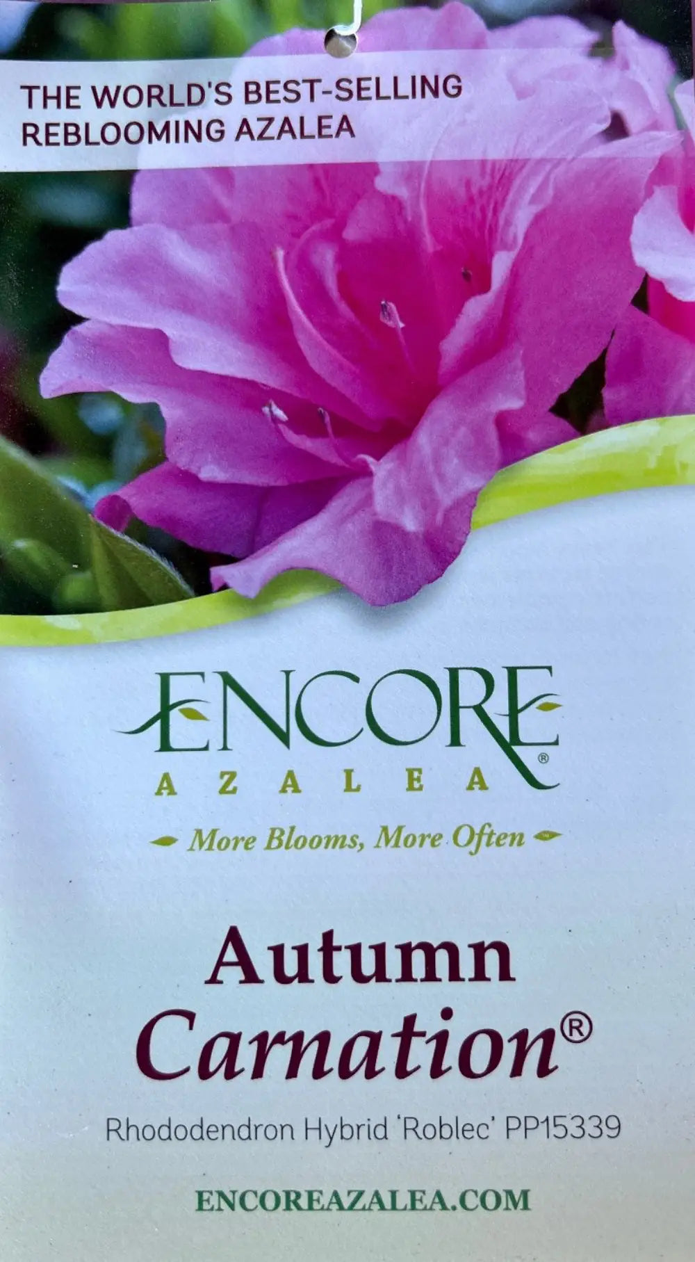 Autumn Carnation® Encore® Azalea with bright pink ruffled semi-double flowers and green foliage