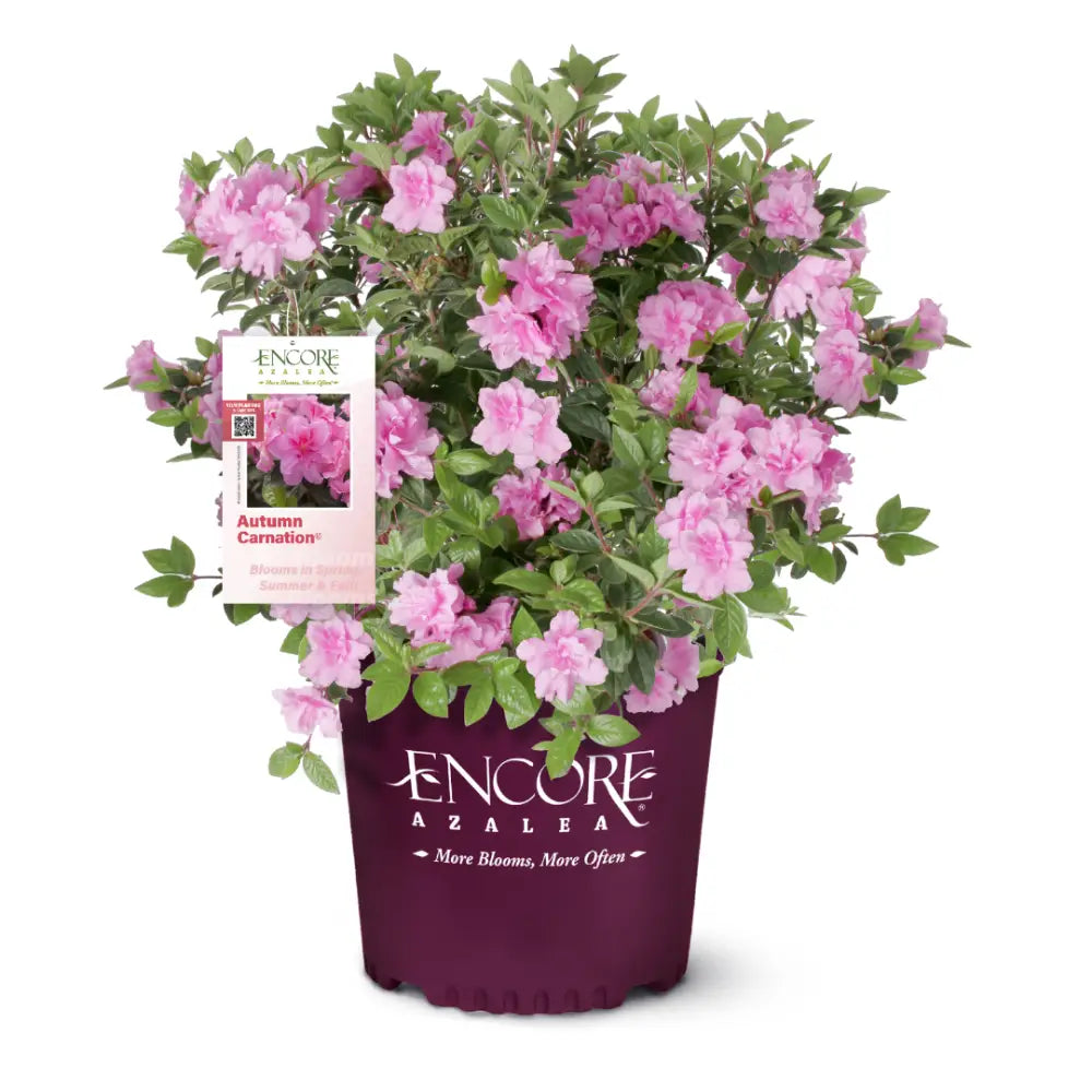 Autumn Carnation® Encore® Azalea with bright pink ruffled semi-double flowers and green foliage