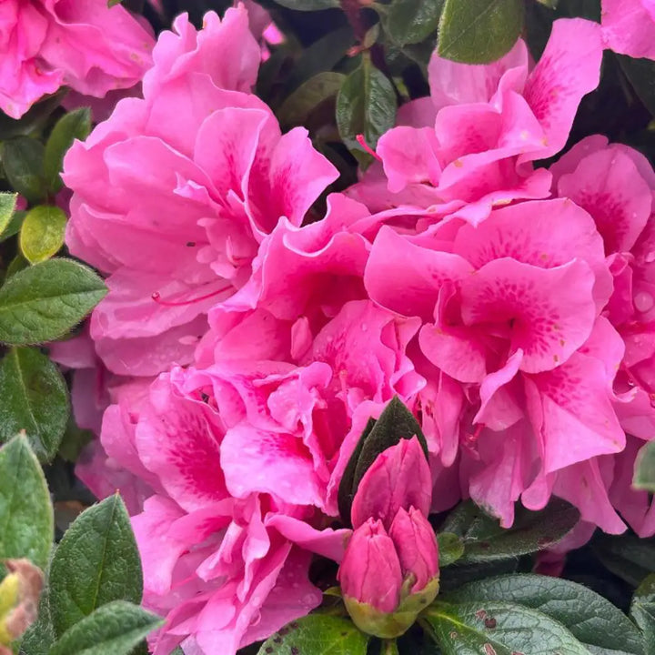 Autumn Carnation® Encore® Azalea with bright pink ruffled semi-double flowers and green foliage