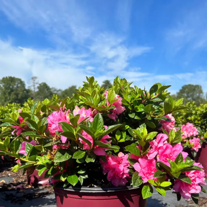 Autumn Carnation® Encore® Azalea with bright pink ruffled semi-double flowers and green foliage